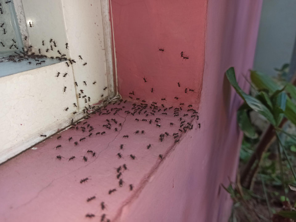 Nem bicarbonato, nem inseticida: essas são as melhores maneiras de eliminar formigas da sua casa de um jeito natural e eficaz