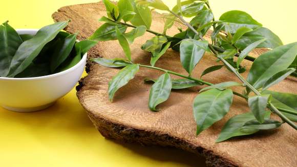 Muita gente arranca achando que é mato, mas essa planta é nutritiva e cresce sozinha no jardim