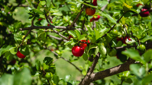 A árvore que produz um dos frutos mais ricos em vitamina C do mundo pode ser cultivada em vaso: TudoGostoso ensina como colher acerolas em casa