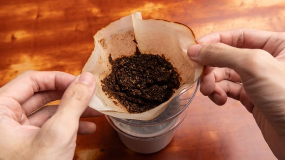 A borra de café pode ser uma aliada interessante para as plantas, especialmente quando usada corretamente (Créditos: Shutterstock)