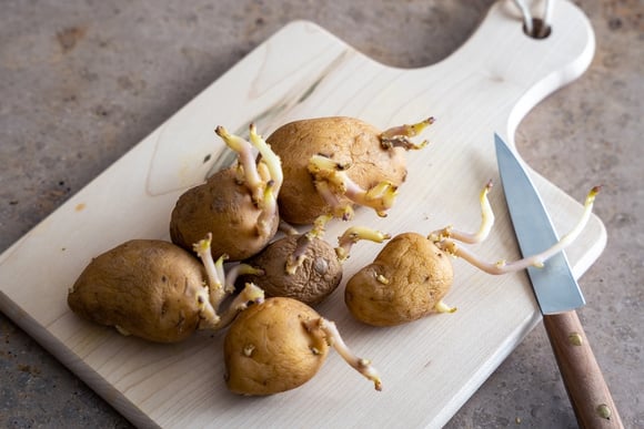 Batatas podem durar semanas sem brotar se forem armazenadas no lugar certo: descubra o segredo no TudoGostoso