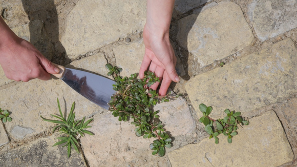 Os jardineiros deixaram de usar vinagre branco nas ervas daninhas: o que eles usam em vez disso está presente em todas as cozinhas após cada refeição