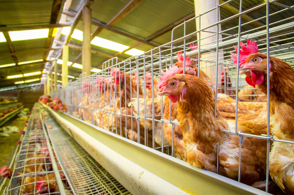 Coxinha em risco? Saiba se gripe aviária pode pôr em xeque consumo de frango