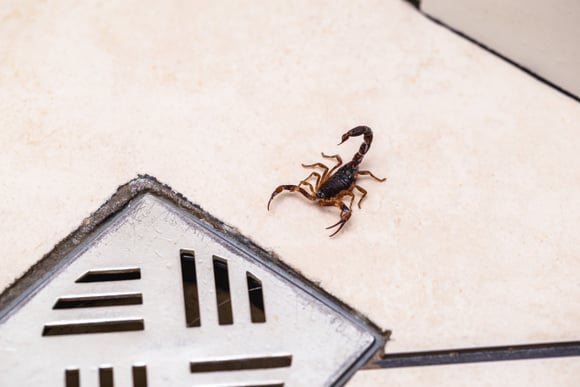 O melhor truque para acabar com escorpiões em casa está proibido em condomínios, mas essas dicas de especialista vão resolver os problemas!