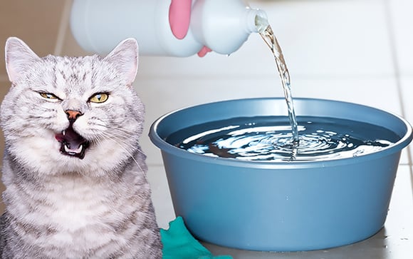 Se você tem pet, aposto que você não sabia que NUNCA deve usar água sanitária nessas situações!