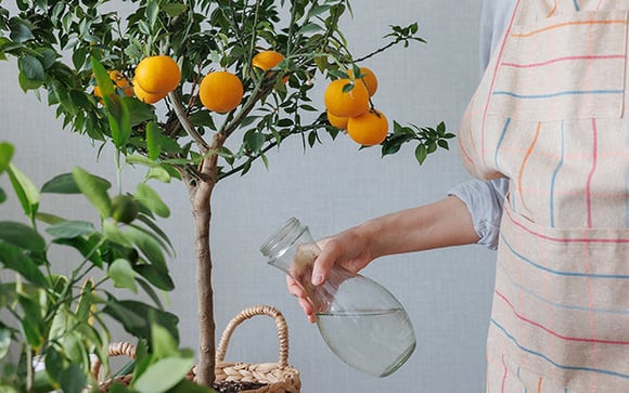 Jardineiro revela os segredos para cultivar tangerina em vaso: plante em casa e coma essa deliciosa fruta sempre que tiver vontade