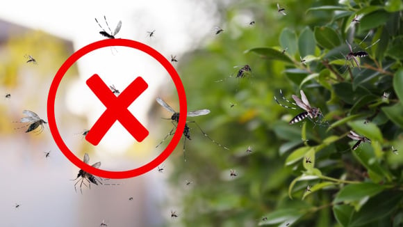 Nem citronela, nem capim-limão: essas duas plantas vão afastar os mosquitos e ainda perfumar a sua casa