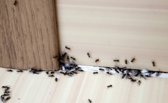 6 dicas naturais para evitar invasões de formigas na cozinha