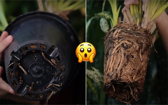 Palavra de jardineira: essa é a hora certa de trocar a sua planta de vaso