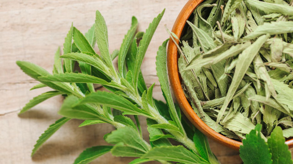 As folhas de stevia podem ser usadas frescas ou desidratadas (Créditos: Shutterstock)
