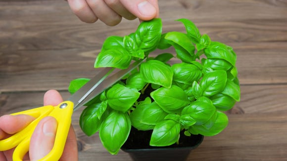 Como colher manjericão sem danificar a planta? Você pode estar fazendo errado e nem sabe disso
