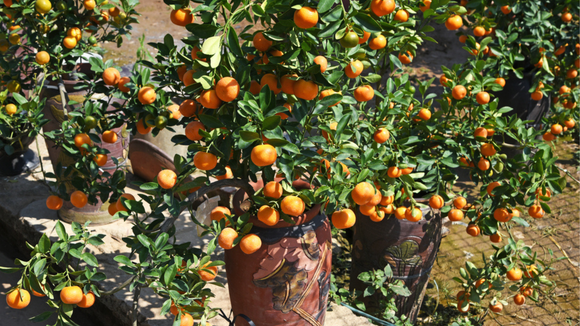 Dê mais cor para o seu jardim com essas 5 árvores frutíferas que podem ser cultivadas em vasos