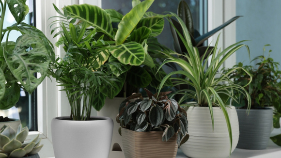 Tá sofrendo com o calor? Decore a casa com essas plantas que resfriam o ambiente