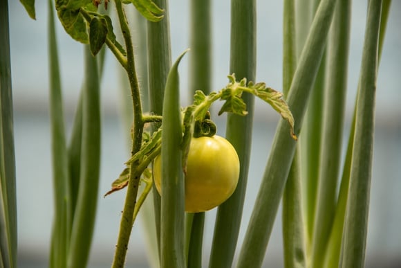 Se você cultiva tomates em casa, precisa conhecer estes 7 truques do TudoGostoso para fortalecer as plantas