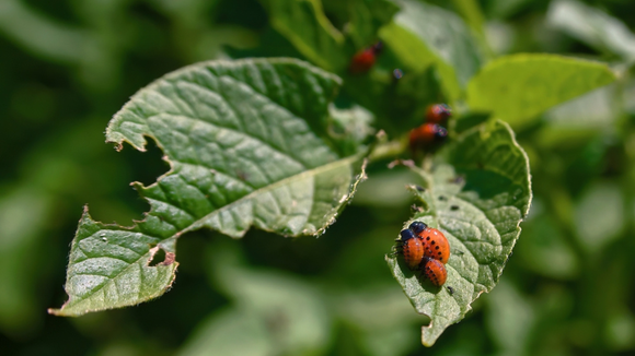 O melhor truque de jardinagem para garantir que as pragas fiquem longe das suas plantas
