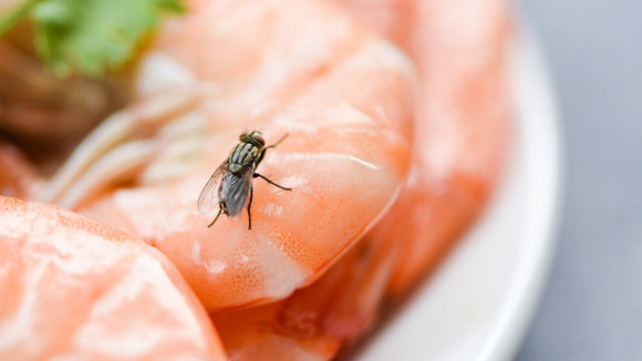 Mosca pousou na comida e agora? Preciso jogar tudo fora ou não tem problema comer? TudoGostoso explica!