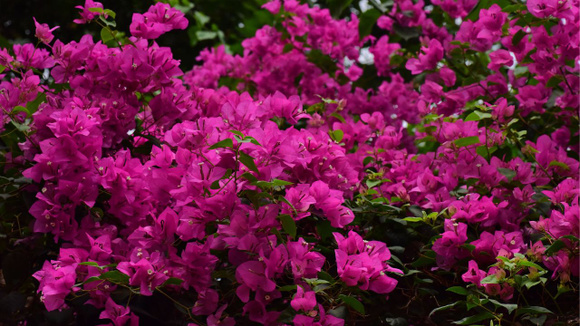 Existem várias espécies de primavera, com tons vibrantes de rosa, roxo, vermelho, laranja e branco (Créditos: Sóc Năng Động/Pexels)