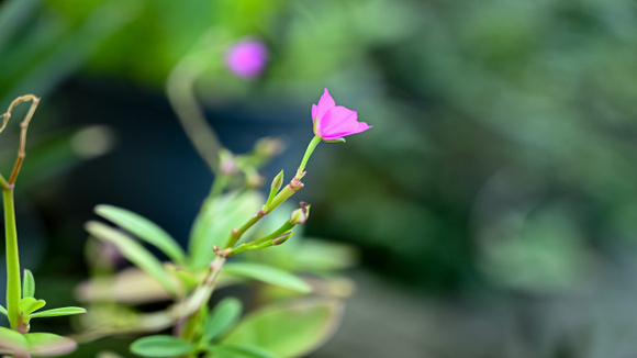 Conhecer o que nasce em casa muda a forma de olhar para o próprio cardápio. (Foto: Shutterstock)
 