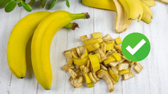 Poucos sabem, mas é por isso que você deve usar casca de banana nas suas plantas