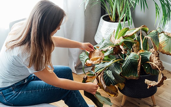 Adeus plantas amareladas: é assim que se faz um fertilizante natural que combate pragas e deixa a sua plantinha linda