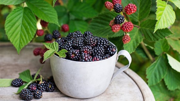 Amora está cara? Aprenda como cultivar em casa e sempre ter essa frutinha a disposição