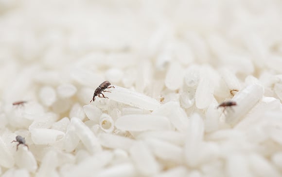 O que são esses bichinhos que dão no arroz e como se livrar deles muito fácil