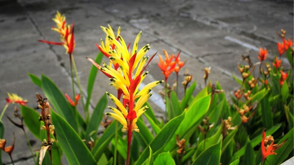 A helicônica-papagaio é uma planta de estilo tropical que é perfeita para embelezar canteiros com suas cores vibrantes (Créditos: Shutterstock)
