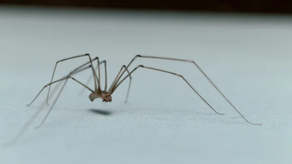 Limpeza frequente é o cuidado mais importante para impedir a entrada das aranhas. (creditos: Shutterstock)
