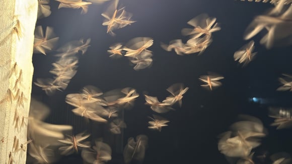 Época dos bichinhos de luz: saiba por que eles aparecem, se fazem mal à saúde e como evitá-los em casa
