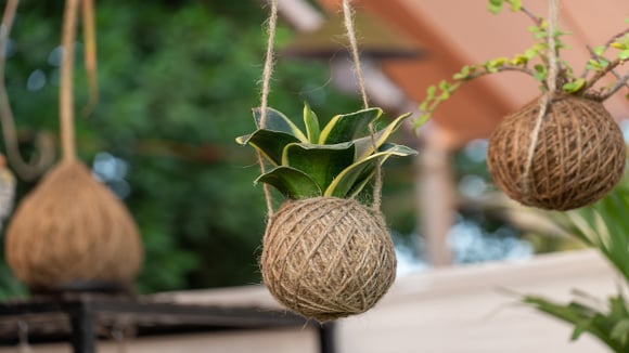 Nem vaso, nem jardim: técnica japonesa cultiva plantas flutuantes de um jeito elegante e econômico