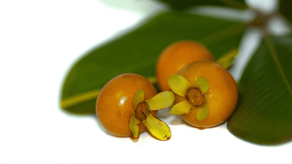 Ela produz frutos doces e pode ser plantada em vasos no seu quintal: a árvore brasileira que você precisa ter em casa