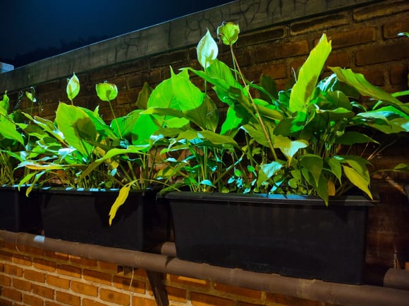 O que fazer quando o lírio-da-paz não floresce: essas são as mudanças no cuidado com a planta que farão as flores aparecerem