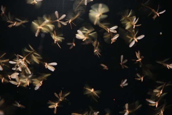 Época dos bichinhos de luz: saiba por que eles aparecem, se fazem mal à saúde e como evitá-los em casa