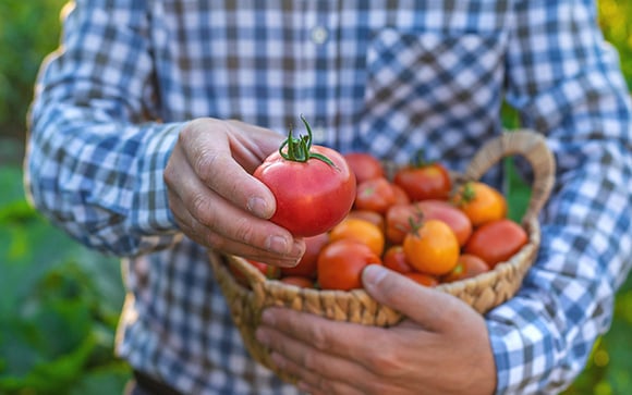 Kelly Batista, agrônoma, sobre o novo tomate: "Uma das mudanças mais marcantes na tomaticultura está na incorporação de tecnologias diretamente na lavoura"