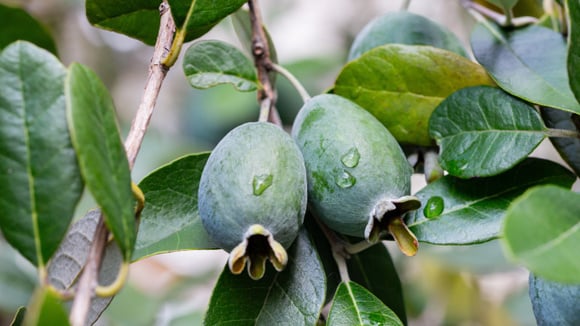 O fruto pouco conhecido cheio de fibras, nutritivo e com poucas calorias que você pode plantar em casa