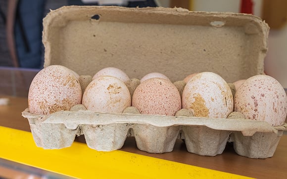 Afinal, por que é que não comemos ovos de peru? Não tem relação com sabor ou nutrição...
