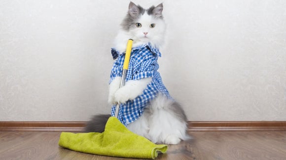Esses são os produtos que você não deve usar para limpar a casa se tem pets; veja as melhores substituições
