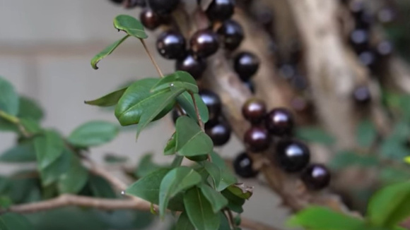 Com esse adubo caseiro o seu pé de jabuticaba vai explodir de tantos frutos: aprenda também como cultivar, regar e podar a jabuticabeira