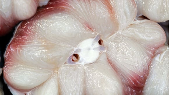 O peixe que faz parte da alimentação de muitos brasileiros por ser barato, mas poucos sabem os cuidados que se deve ter ao consumi-lo