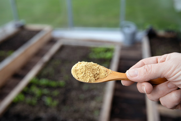 Adeus, formigas nas plantas: aprenda o truque simples com cascas de alho e cravos-da-índia que vão te livrar do problema!