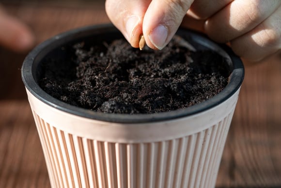 Como germinar sementes de maçã para plantar e colher sua própria fruta