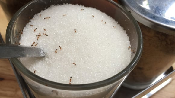 Qual a primeira coisa a fazer se você vir formigas em um pote de açúcar? Descubra qual é a recomendação e se ainda é seguro consumir