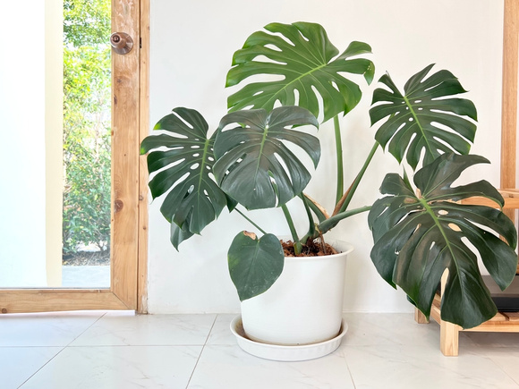 Essas plantas fáceis de cuidar vão deixar sua casa com cara de rica!