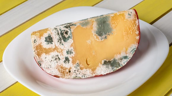 Pode cortar o mofo do queijo e comer o resto? Saiba quais tipos você pode salvar e quais devem ir direto para o lixo