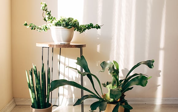 Aprendi com um jardineiro: o que realmente faz diferença para plantas de apartamento quando o calor aumenta