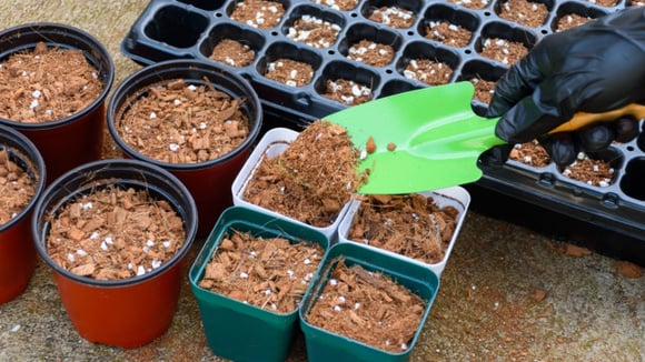 Adubo caseiro que funciona em qualquer planta e flor, deixando o seu jardim muito mais bonito