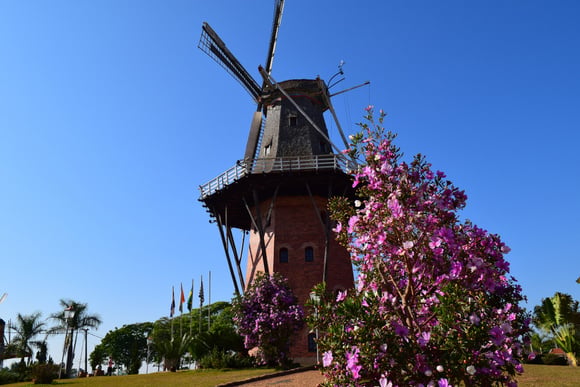 Holambra é a Holanda brasileira com flores e moinhos (Créditos: Shutterstock)