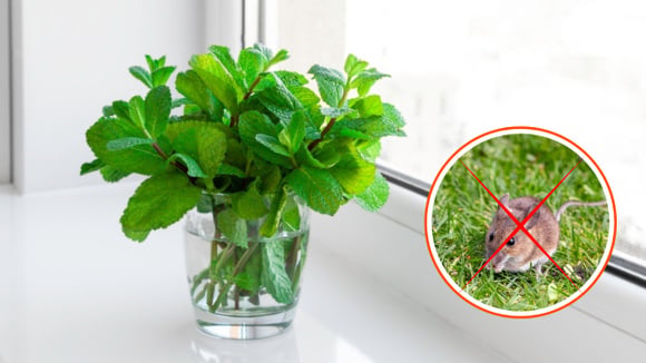A planta que vai espantar os ratos da sua casa de um jeito cheiroso: plante em vasos e coloque nas entradas, janelas e áreas por onde essa praga possa passar