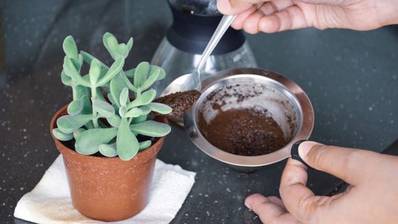 Aprenda o jeito certo de usar a borra de café nas plantas (Créditos: Shutterstock)