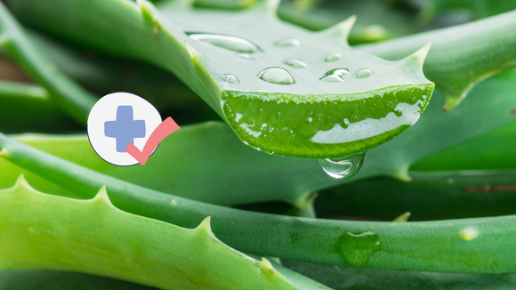 Acelera a cicatrização e melhora a digestão: os benefícios incríveis da aloe vera para a saúde